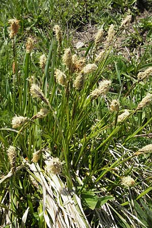 Carex ferruginea \ Rost-Segge / Rusty Sedge, CH Gotthard 5.6.2010