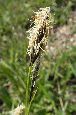 Carex ferruginea \ Rost-Segge / Rusty Sedge, CH Gotthard 5.6.2010