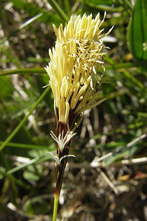 Carex caryophyllea / Spring Sedge, CH Gotthard 5.6.2010