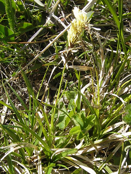 Carex caryophyllea \ Frhlings-Segge / Spring Sedge, CH Gotthard 5.6.2010