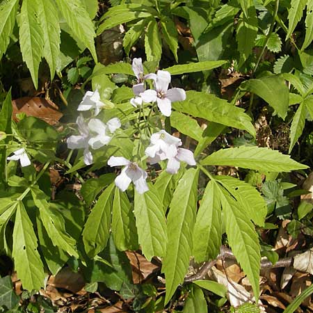 Cardamine heptaphylla \ Siebenblttrige Zahnwurz, CH Burg im Leimental 13.4.2011