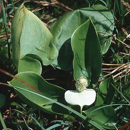 Calla palustris \ Sumpf-Calla / Bog Arum, CH Einsiedeln 13.7.1995