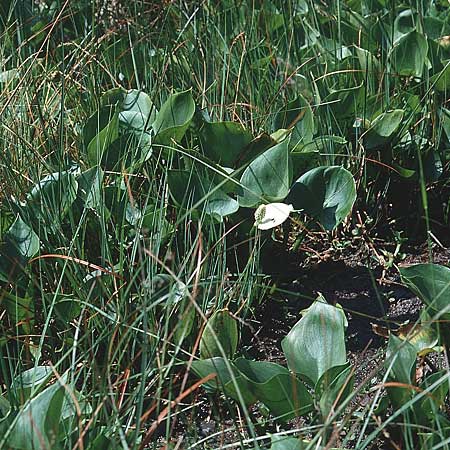 Calla palustris \ Sumpf-Calla / Bog Arum, CH Einsiedeln 13.7.1995