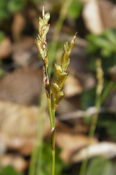 Carex digitata \ Finger-Segge / Fingered Sedge, CH Burg im Leimental 13.4.2011