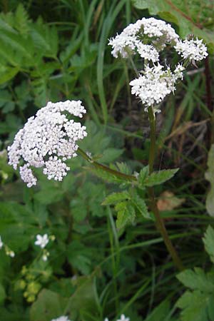 Chaerophyllum hirsutum / Hairy Chervil, CH Gotthard 25.6.2010