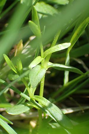 Cerastium arvense subsp. strictum \ Steifes Acker-Hornkraut, CH Gotthard 12.6.2017