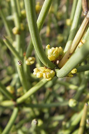 Ephedra helvetica \ Schweizer Meertrubel / Swiss Joint Pine, CH Basel, Bot. Gar. Brügglingen 13.4.2011