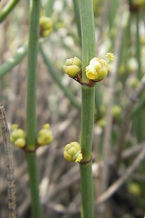 Ephedra helvetica \ Schweizer Meertrubel / Swiss Joint Pine, CH Basel, Bot. Gar. Brügglingen 13.4.2011