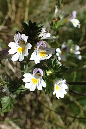 Euphrasia rostkoviana / Common Eyebright, CH Gotthard 25.9.2023