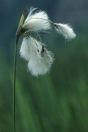 Eriophorum angustifolium \ Schmalblttriges Wollgras, Liechtenstein  21.6.1991