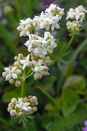 Galium anisophyllon \ Ungleichblttriges Labkraut / Alpine Bedstraw, CH Gotthard 25.6.2010