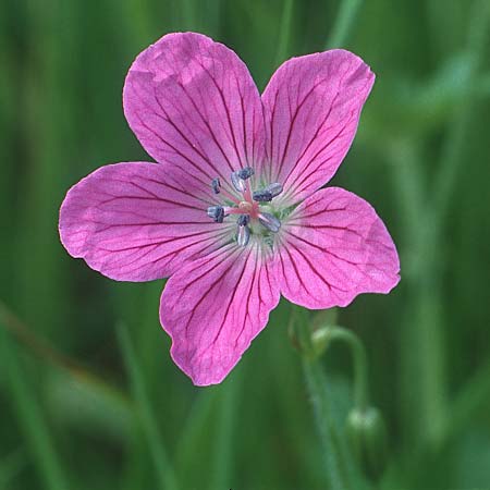 Geranium sanguineum \ Blut-Storchschnabel, Blutroter Storchschnabel / Bloody Crane's-Bill, Liechtenstein  21.6.1991