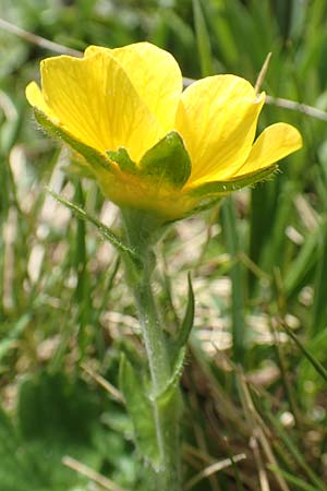 Geum montanum \ Berg-Nelkenwurz / Alpine Avens, CH Gotthard 12.6.2017