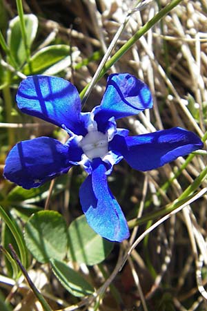 Gentiana verna / Spring Gentian, CH Gotthard 5.6.2010