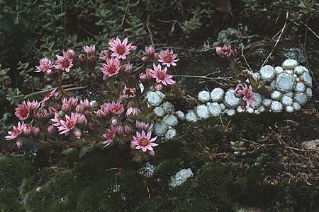 Sempervivum arachnoideum / Cobweb House-Leek, CH Martigny 5.6.1988