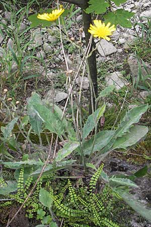 Hieracium glaucinum \ Frhblhendes Habichtskraut / Early Hawkweed, CH Baden 7.6.2011