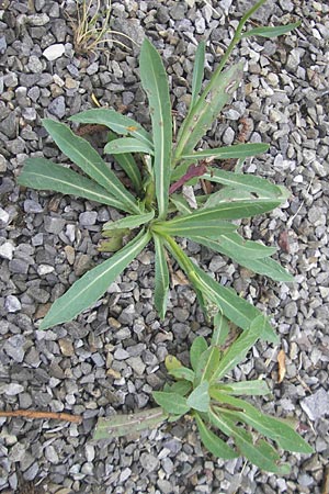 Hieracium piloselloides \ Florentiner Habichtskraut, CH Baden 9.6.2011