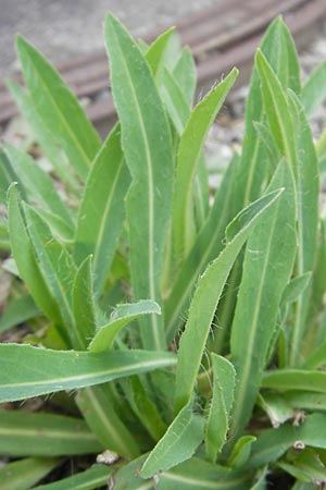 Hieracium piloselloides \ Florentiner Habichtskraut, CH Baden 9.6.2011