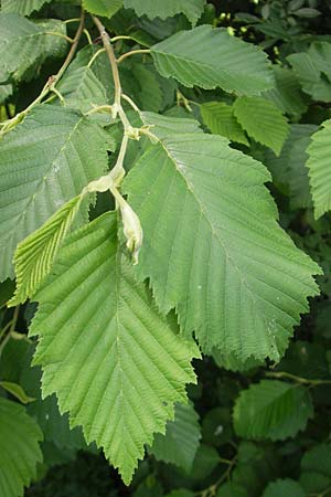 Corylus avellana \ Haselnuss / Hazel, CH Stein am Rhein 14.6.2011