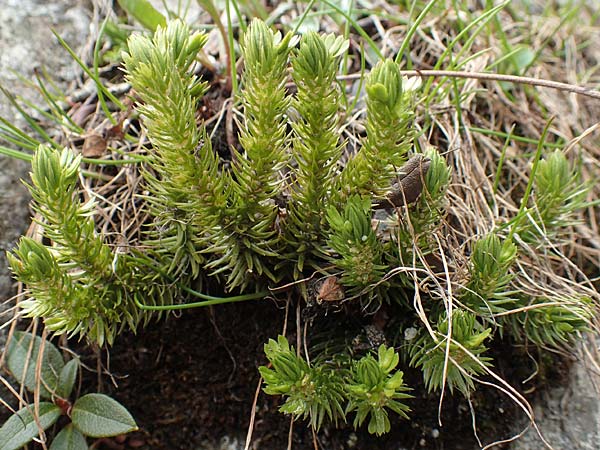 Huperzia selago \ Tannen-Brlapp / Fir Clubmoss, CH Gotthard 4.6.2017