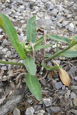 Picris hieracioides \ Gemeines Bitterkraut, CH Baden 7.6.2011