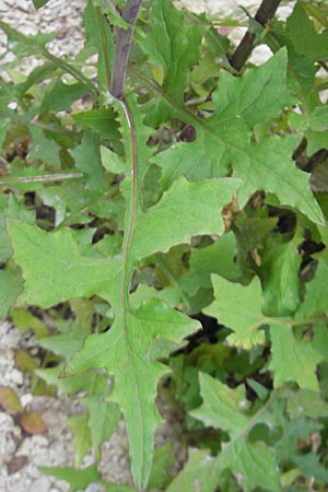 Mycelis muralis \ Gemeiner Mauer-Lattich / Wall Lettuce, CH Baden 16.6.2010