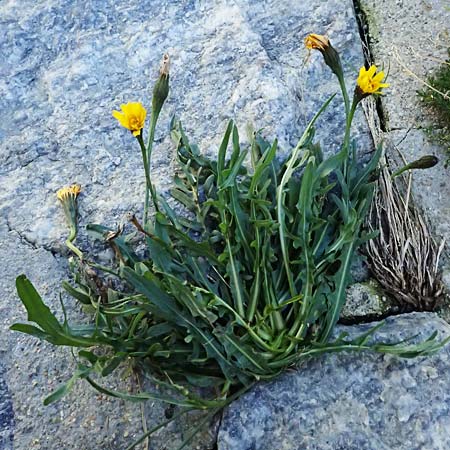 Scorzoneroides helvetica \ Schweizer Schuppenlwenzahn / Swiss Hawkbit, CH Gotthard 25.9.2023