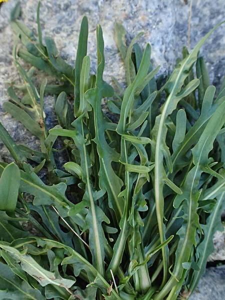 Scorzoneroides helvetica \ Schweizer Schuppenlwenzahn / Swiss Hawkbit, CH Gotthard 25.9.2023