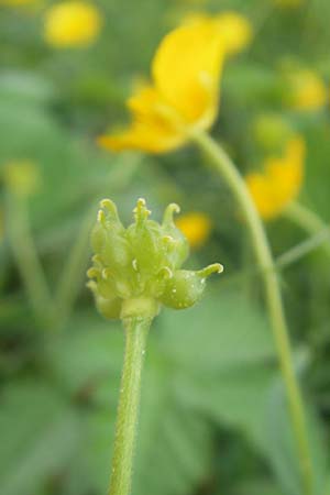 Ranunculus lingulatus \ Biederthaler Gold-Hahnenfu / Biederthal Goldilocks, CH Biederthal 13.4.2011