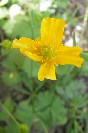 Ranunculus lingulatus \ Biederthaler Gold-Hahnenfu / Biederthal Goldilocks, CH Biederthal 13.4.2011