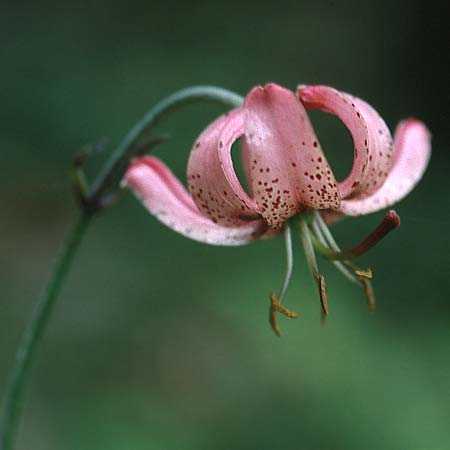 Lilium martagon \ Trkenbund-Lilie, CH Lac de Tanay 24.6.2000