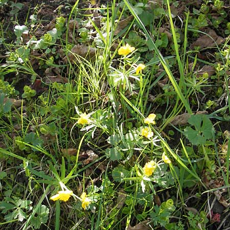 Ranunculus macrotis \ Groohr-Gold-Hahnenfu / Tall-Ear Goldilocks, CH Basel 13.4.2011