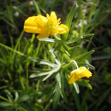 Ranunculus macrotis \ Groohr-Gold-Hahnenfu, CH Basel 13.4.2011