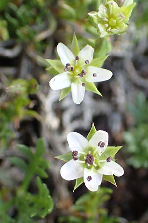 Sabulina verna s.l. \ Hgel-Frhlings-Miere / Hill Spring Sandwort, CH Gotthard 12.6.2017