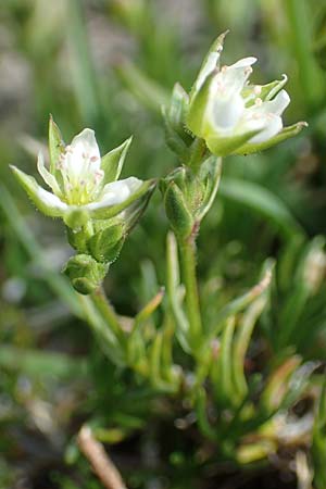 Sabulina verna s.l. \ Hgel-Frhlings-Miere / Hill Spring Sandwort, CH Gotthard 12.6.2017