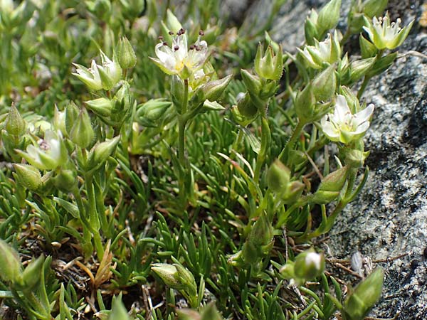 Sabulina verna s.l. \ Hgel-Frhlings-Miere / Hill Spring Sandwort, CH Gotthard 12.6.2017