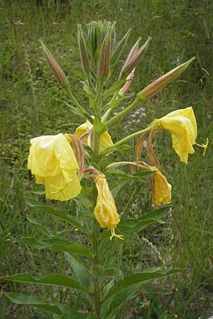 Oenothera glazioviana \ Rotkelchige Nachtkerze, CH Baden 7.6.2011