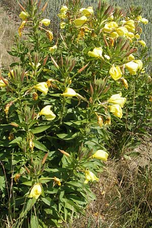 Oenothera glazioviana \ Rotkelchige Nachtkerze / Large-Flowered Evening Primrose, CH Schlattingen 15.6.2011