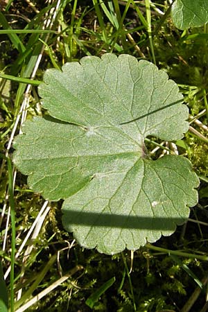 Ranunculus pseudocassubicus \ Falscher Kaschuben-Gold-Hahnenfu / False Kashubian Goldilocks, CH Basel 13.4.2011