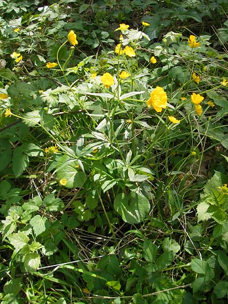 Ranunculus pseudocassubicus \ Falscher Kaschuben-Gold-Hahnenfu / False Kashubian Goldilocks, CH Basel 13.4.2011