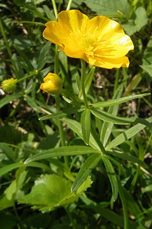 Ranunculus pseudocassubicus \ Falscher Kaschuben-Gold-Hahnenfu / False Kashubian Goldilocks, CH Basel 13.4.2011