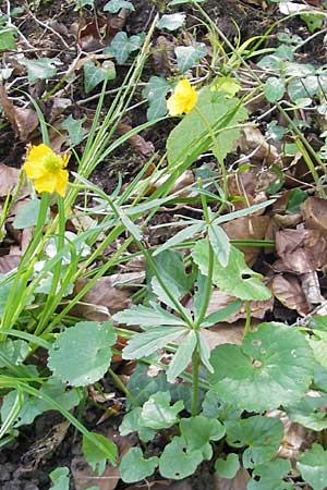 Ranunculus pseudocassubicus \ Falscher Kaschuben-Gold-Hahnenfu / False Kashubian Goldilocks, CH Basel 13.4.2011