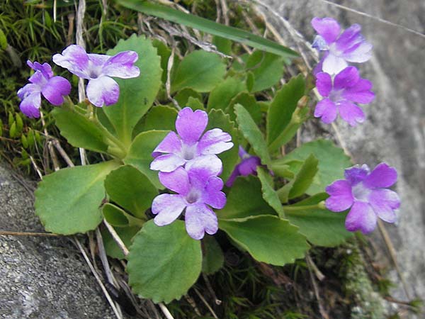 Primula hirsuta \ Rote Felsen-Primel, CH Gotthard 25.6.2010