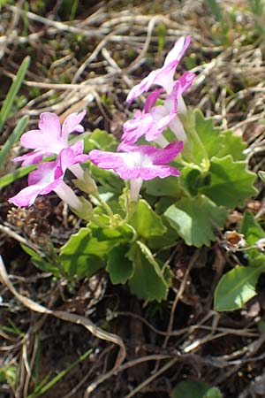 Primula hirsuta \ Rote Felsen-Primel / European Alpine Primrose, CH Gotthard 12.6.2017