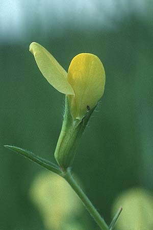 Lotus maritimus \ Gelbe Spargelerbse, Liechtenstein  21.6.1991