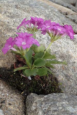 Primula hirsuta \ Rote Felsen-Primel, CH Gotthard 4.6.2017