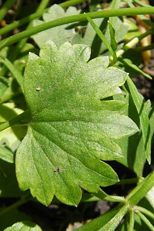 Ranunculus alnetorum \ Erlen-Gold-Hahnenfu, CH Basel 13.4.2011