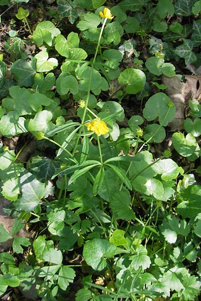 Ranunculus alnetorum \ Erlen-Gold-Hahnenfu, CH Basel 13.4.2011