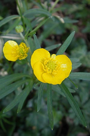 Ranunculus alnetorum \ Erlen-Gold-Hahnenfu / Alder Goldilocks, CH Basel 13.4.2011