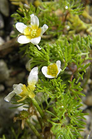 Ranunculus circinatus ? \ Spreizender Wasser-Hahnenfu / Fan-Leaved Water Crowfoot, CH Stein am Rhein 14.6.2011